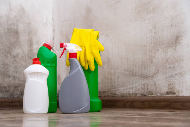 Why You Should Choose Our Mold Remediation Services in Discovery Harbour, HI